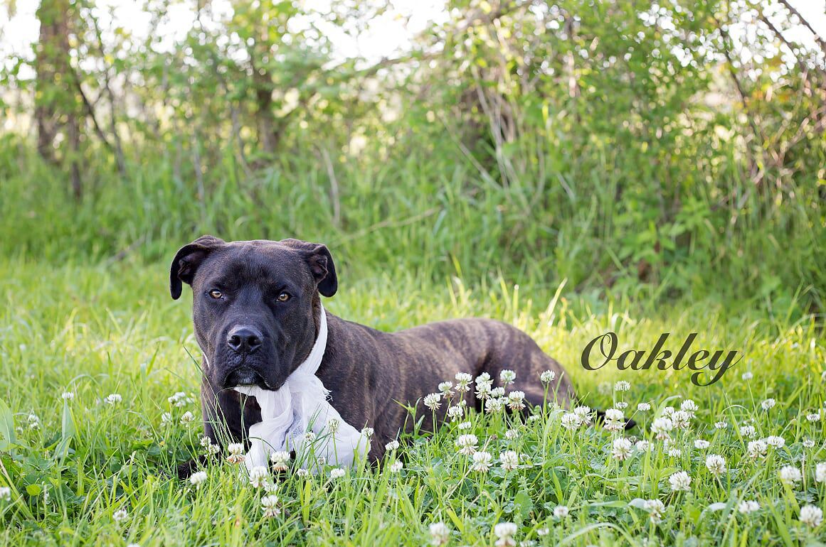 Oakley
